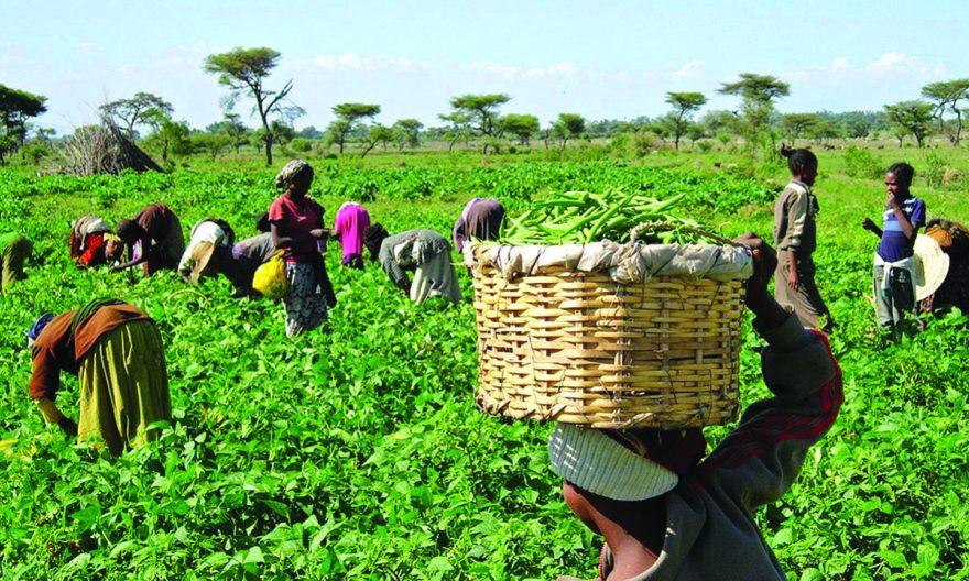 Nigerian farmers remain undeterred despite challenges — AFAN - Vanguard News
