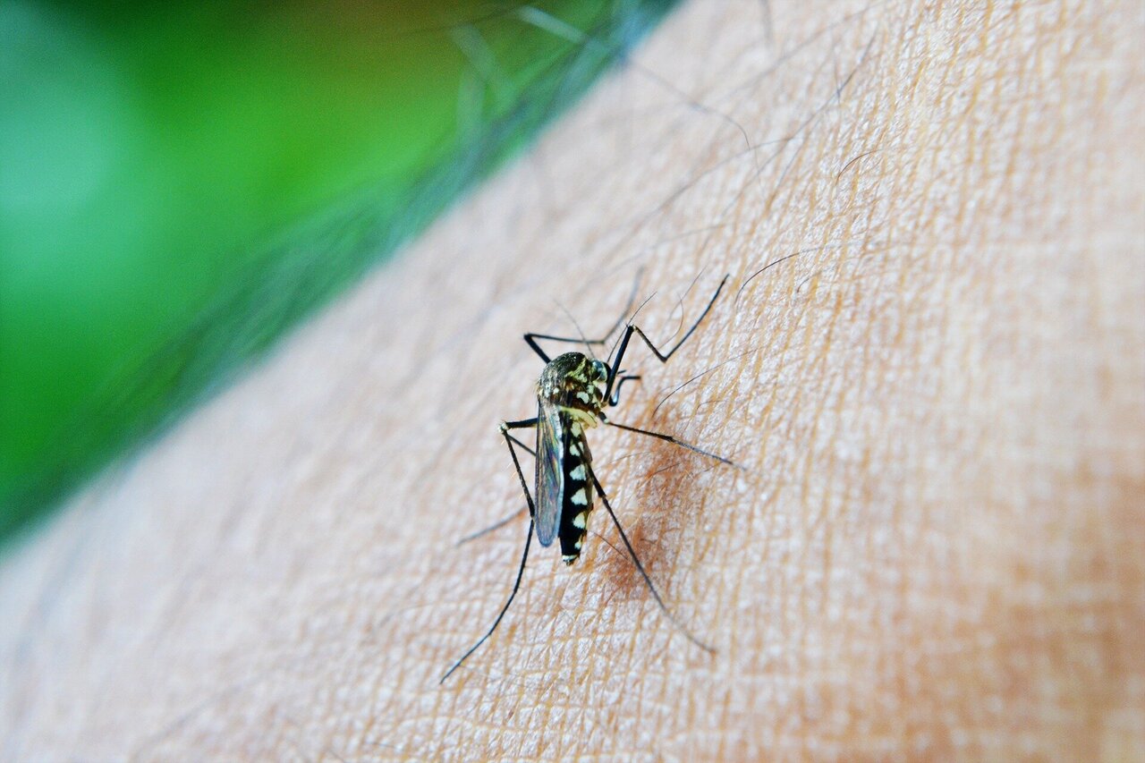 Scientists find evidence of monoclonal antibodies' efficacy in fighting malarial infection